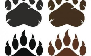 网站seo从业者，熊掌号运营和自媒体运营之间到底怎么了？